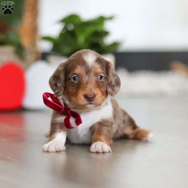 Jake, Dachshund Puppy